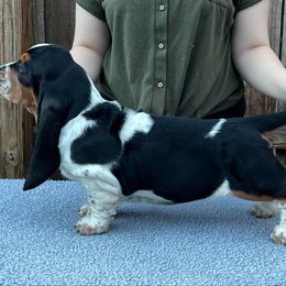 Basset Hound Puppies from Blue Coast Bassets