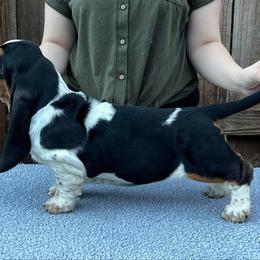 Basset Hound Puppies from Blue Coast Bassets