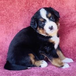 Pink Collar Girl - Black rust and white female Bernese Mountain Dog puppy in Bristol, Tennessee from Holston Hollow Farm