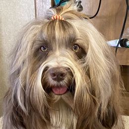 Havanese from Rhythm Rock Ranch