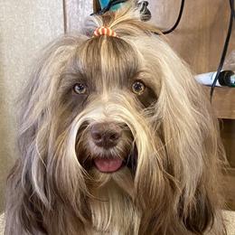 Havanese from Rhythm Rock Ranch