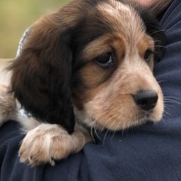 English Springer Spaniel All Grown Up from Sugar Creek Springer Spaniels