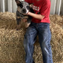 Australian Cattle Dog Puppies from Rockin C Heelers