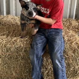 Australian Cattle Dog Puppies from Rockin C Heelers