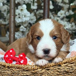 Garnet - Red male Bernedoodle puppy in Yuciapa, California from AlltheDoodlez_