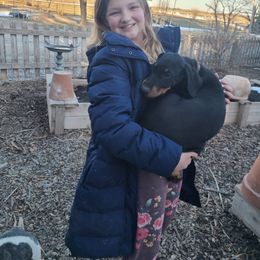 Doberman Pinscher Puppies from Morningstar Kennel