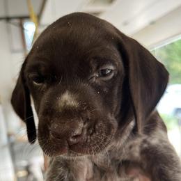 Girl 1 - Liver roan female German Shorthaired Pointer puppy in Beaverdam, Virginia from Harts Hill Kennel