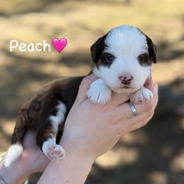 Peach - Red tri-color female Aussiedoodle puppy in Lancaster, Minnesota from Finney Ranch