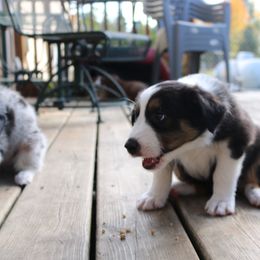 Australian Shepherd Puppies from Chippewa Falls Aussie Paws
