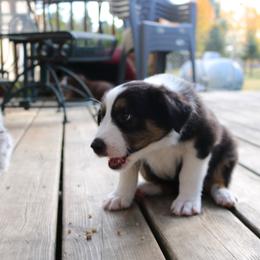 Australian Shepherd Puppies from Chippewa Falls Aussie Paws