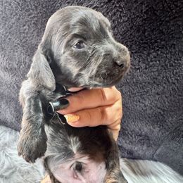 Louie - Brindle male Dachshund puppy in Cabool, Missouri from Dachshund's of Country Magic Farms in Missouri