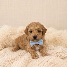Biscuit - Apricot male Maltipoo puppy in St. George, Utah from Winchester Hills Poodles and Doodles