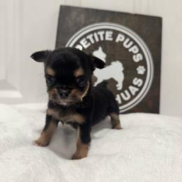 Theo - Black and tan male Chihuahua puppy in Dayton, Ohio from Petite Pups