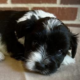Miniature Schnauzer and Schnoodle Puppies from Behind the Beard Schnauzers