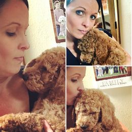 Goldendoodle Puppies from Cooley Doodles
