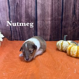 Girl 4 - female Collie puppy in Waterville, Iowa from Lisa’s Lassies