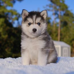 Stella - Gray and white female Pomsky puppy in Loxahatchee, Florida from Cardinal Point Pomskies