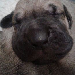 Great Dane Puppies from Ellenni Danes