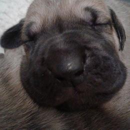 Great Dane Puppies from Ellenni Danes
