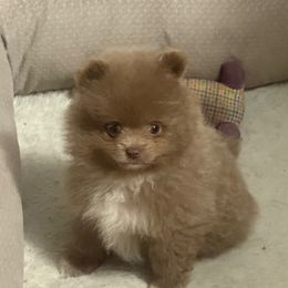 AKC GOLDIE - Lavender male Pomeranian puppy in Wyandotte, Michigan from FAITHOPELOVE POMS KENNELS