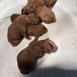 Boy 2 - Red male Cavapoo puppy in Youngsville, North Carolina from Blackberry Hill Doodles