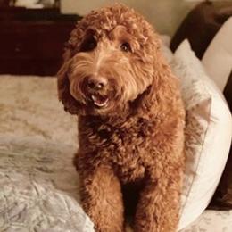 Hera  - Australian Labradoodle