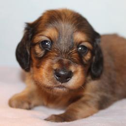 Rose - Red female Dachshund puppy in Roanoke, Alabama from J&E Dachshunds