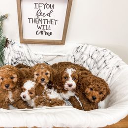 Cavapoo and Poodle Puppies from Freckle Paw Poodles