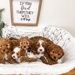 Cavapoo and Poodle Puppies from Freckle Paw Poodles