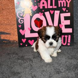 Ally - Sable and white female Shih Tzu puppy in Arcola, Illinois from Highline Puppies