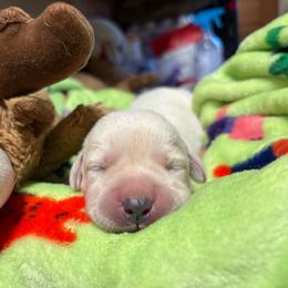 Ben (Franklin) - Yellow male Labrador Retriever puppy in Turner, Maine from Bear Pond Retrievers