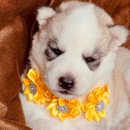 Mimi - Black tan and white female Siberian Husky puppy in Atlanta, Georgia from Lobban Huskies