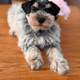 Bruno - Miniature Schnauzer