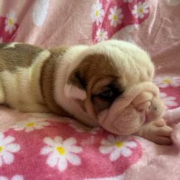 Lucy - Red and white female Bulldog puppy in Bradleyville, Missouri from HurstBulldogs