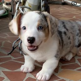 Cardigan Welsh Corgi Puppies from Luxe Cardigan Welsh Corgis
