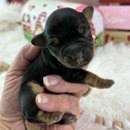 Boy 2 - male Miniature Schnauzer puppy in Sylvania, Georgia from Southern Sky Miniature Schnauzers