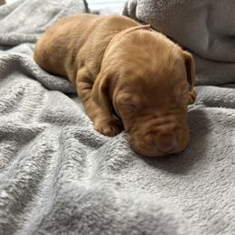 Brown - Golden rust male Vizsla puppy in Maineville, Ohio from Izabella Vizslas