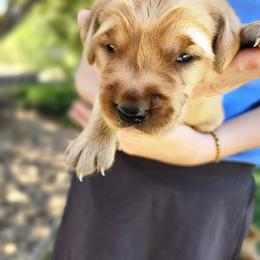 Golden Retriever Puppies from Coppertown Retrievers