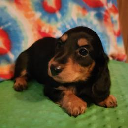 Girl 1 - Black and tan female Dachshund puppy in Klamath Falls, Oregon from Luvindoxys4u
