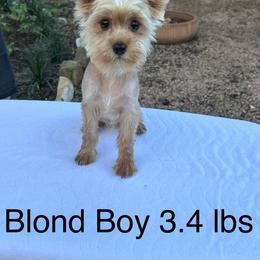 Boy 1 - Liver male Yorkshire Terrier puppy in San Marcos, Texas from Casa de Yorkies