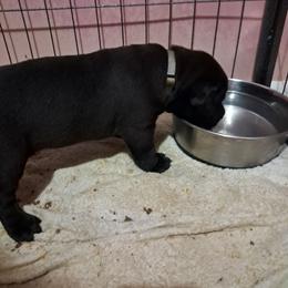 Boy 6 - Black male Cane Corso puppy in Clarksburg, West Virginia from West By God Virginia Cane Corso