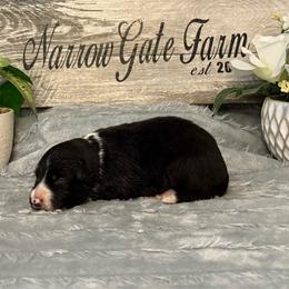 Jade - Black and white female Border Collie puppy in Moody, Texas from Narrow Gate Farm