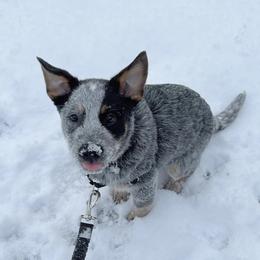 Australian Cattle Dog Puppies from Institute Australian Cattle Dogs