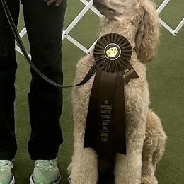 Max - Poodle
