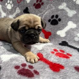 Gandalf - Fawn male Pug puppy in Ludowici, Georgia from Royal Destiny Kennels