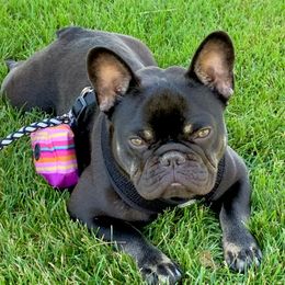 Charlie  - French Bulldog