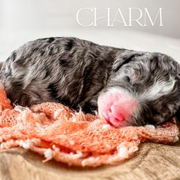 Charm - Merle female Goldendoodle puppy in Mountain Home, Idaho from MightyDoods