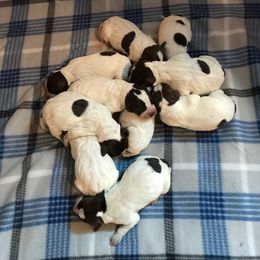 Wirehaired Pointing Griffon puppies from Muddy Paws WPG