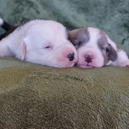 Cardigan Welsh Corgi Puppies from Victory Crown