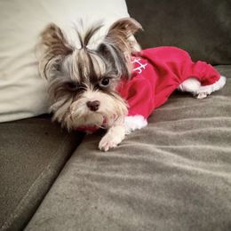 Chip - Yorkshire Terrier